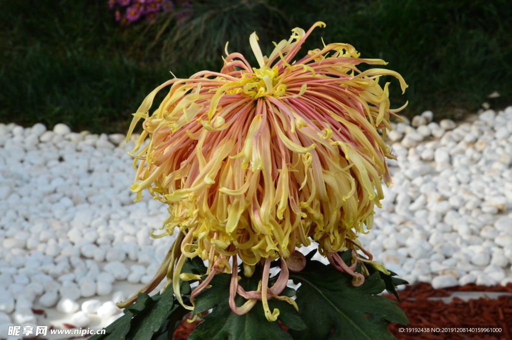 菊花