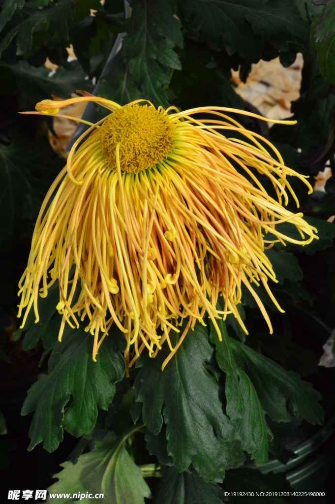 菊花