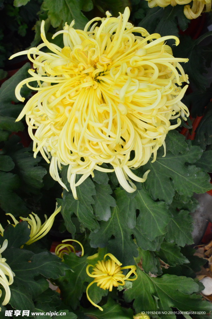 菊花