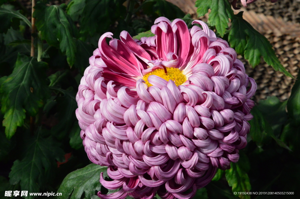 菊花