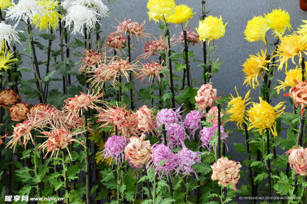 菊花