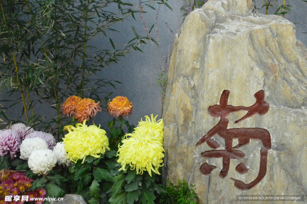 菊花