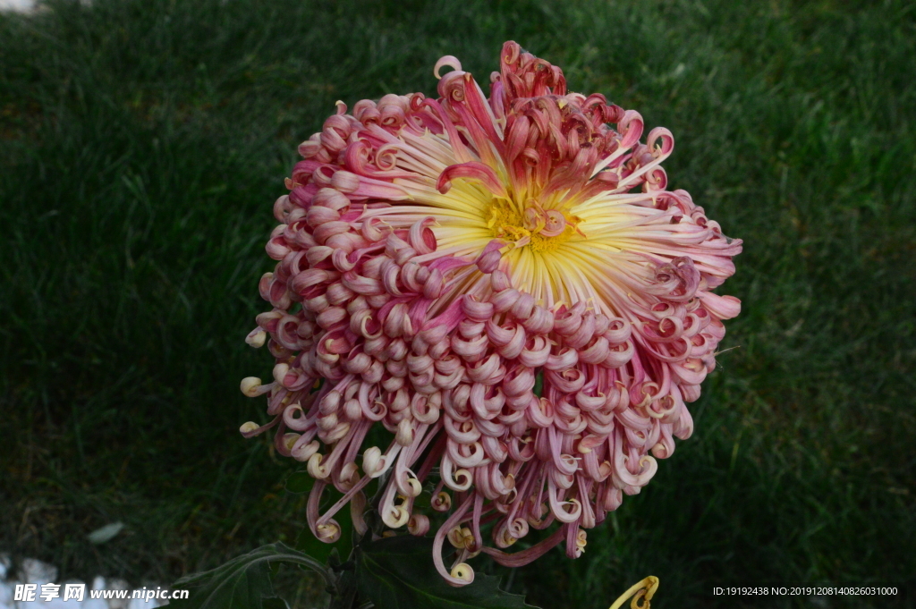 菊花