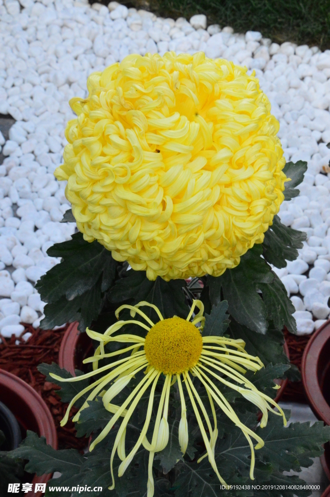 菊花