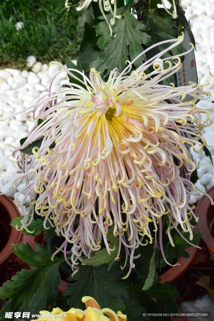 菊花