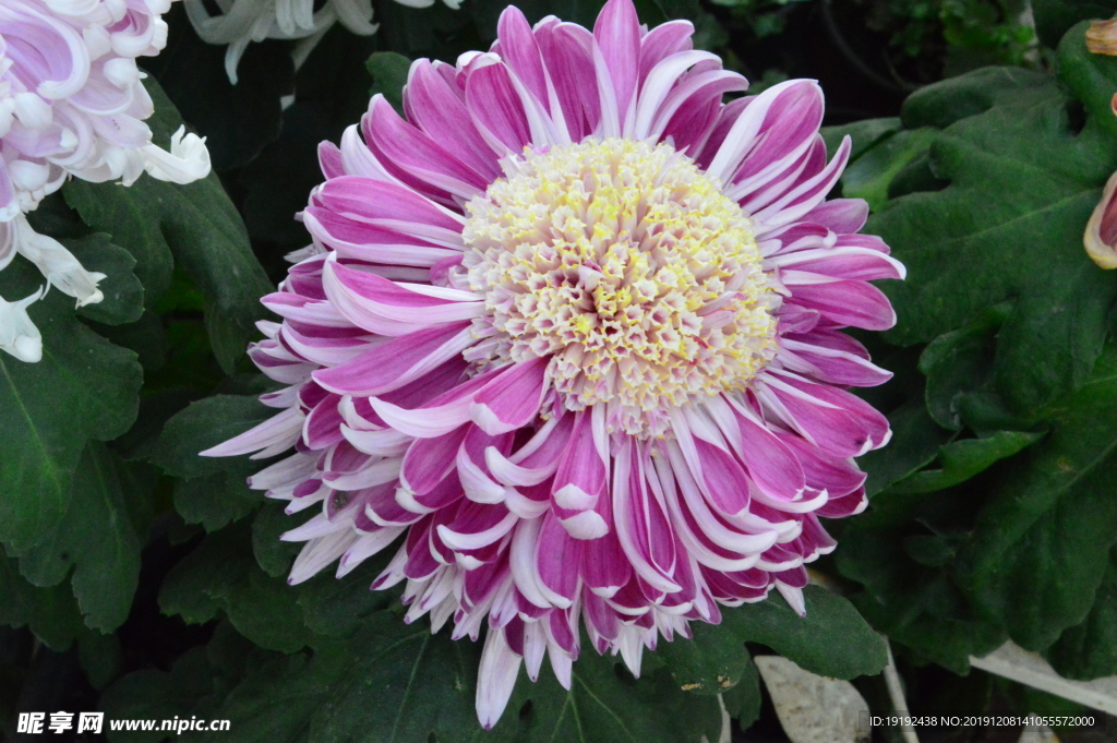 菊花