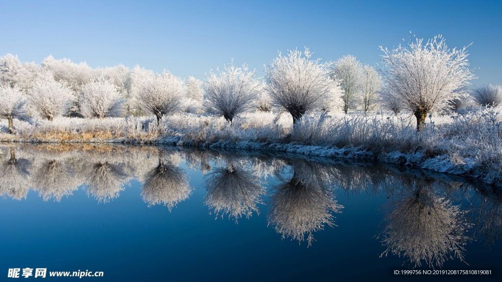 雪域树