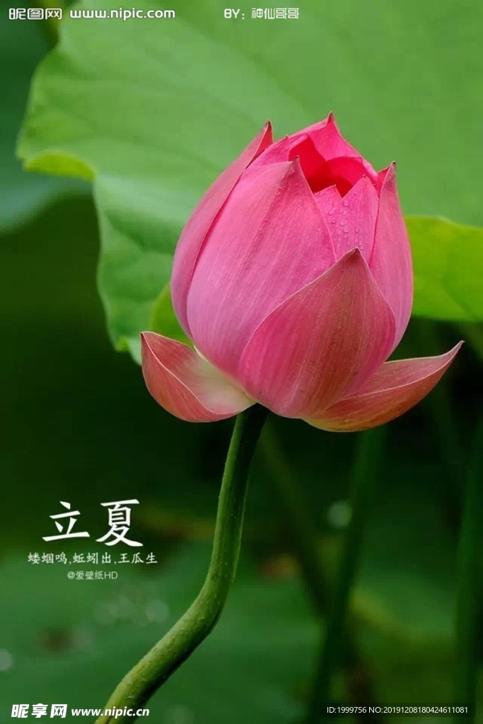 立夏