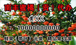 贡橘名片