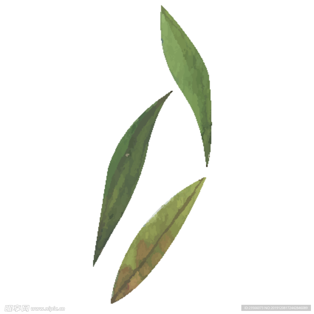 绿色水彩植物树叶