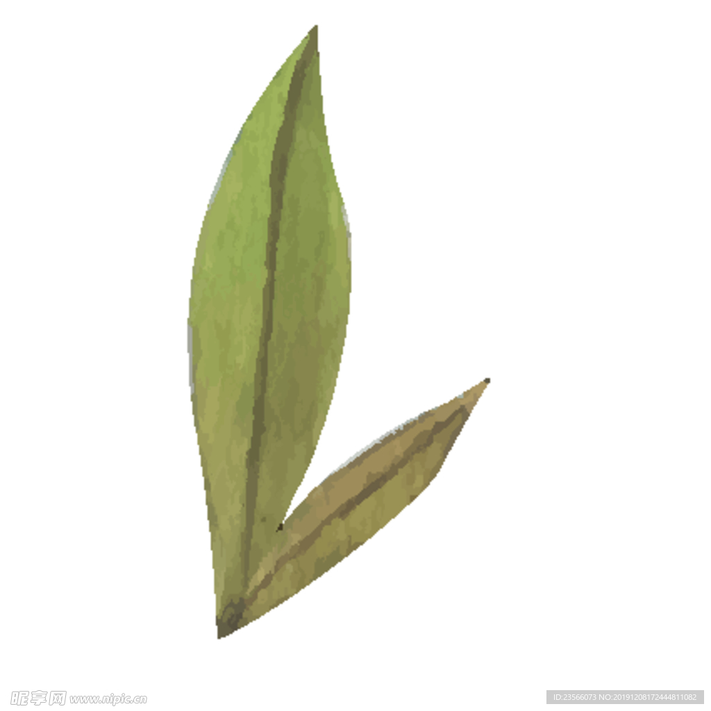 绿色水彩植物树叶