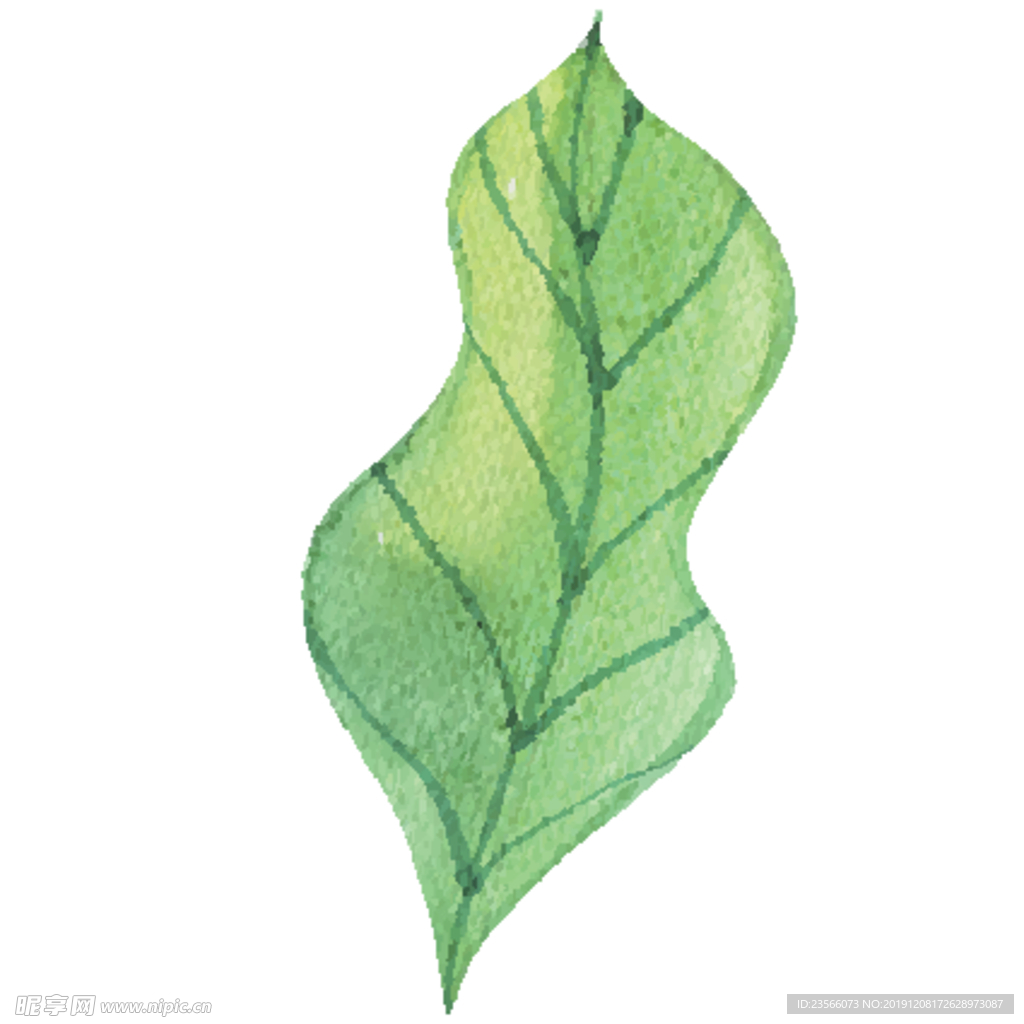 绿色水彩植物树叶