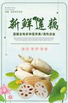 新鲜莲藕特产海报