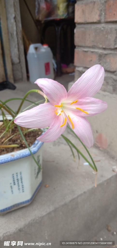 韭菜莲