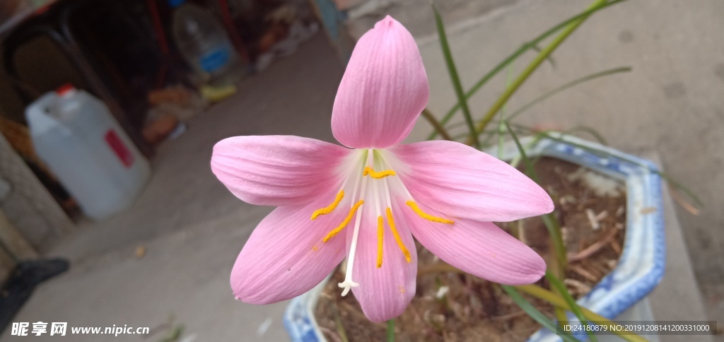 韭菜莲