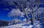 雪景