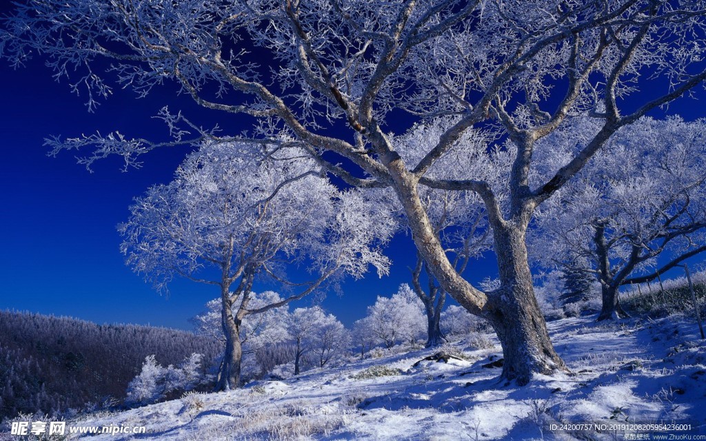 雪景