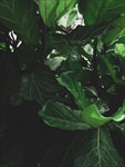 植物