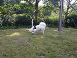 狗狗