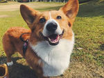 狗狗