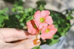 粉红花