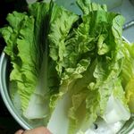 蔬菜 青菜