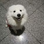 小狗