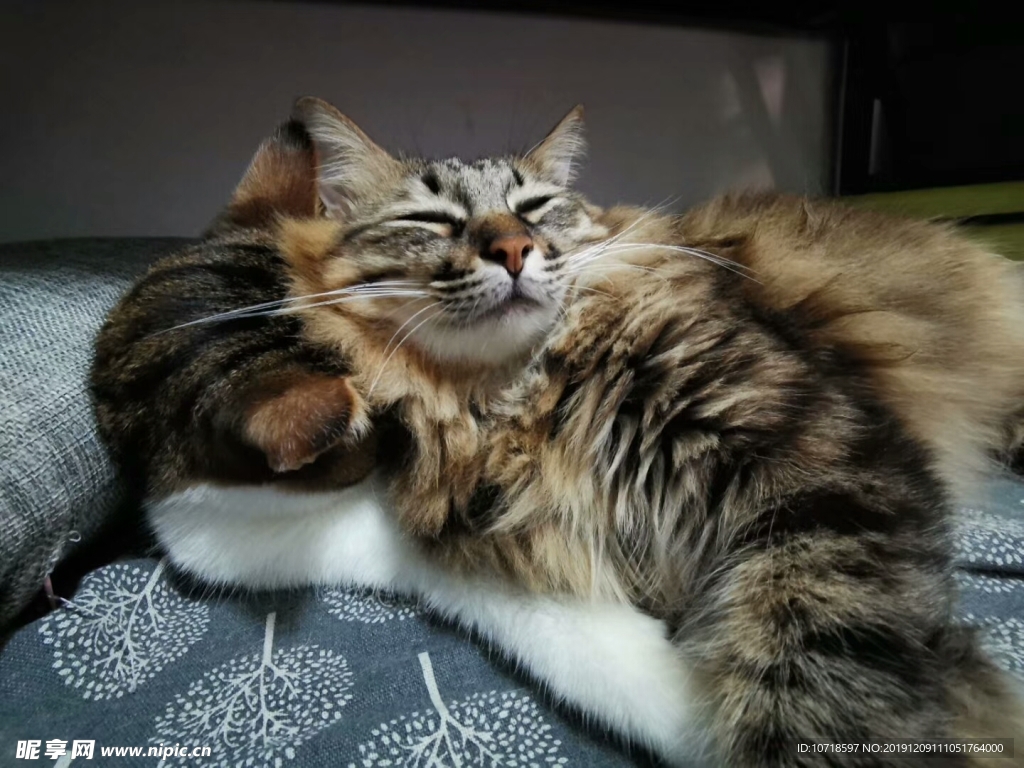 猫