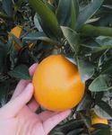 橙子