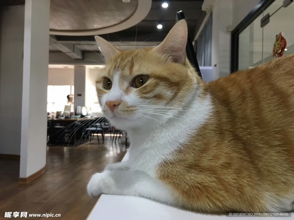 猫