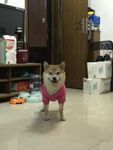 狗狗