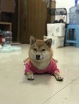 狗狗