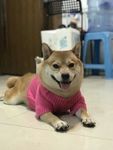 狗狗