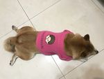 狗狗