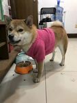 狗狗