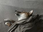 狗狗