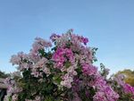 粉红花