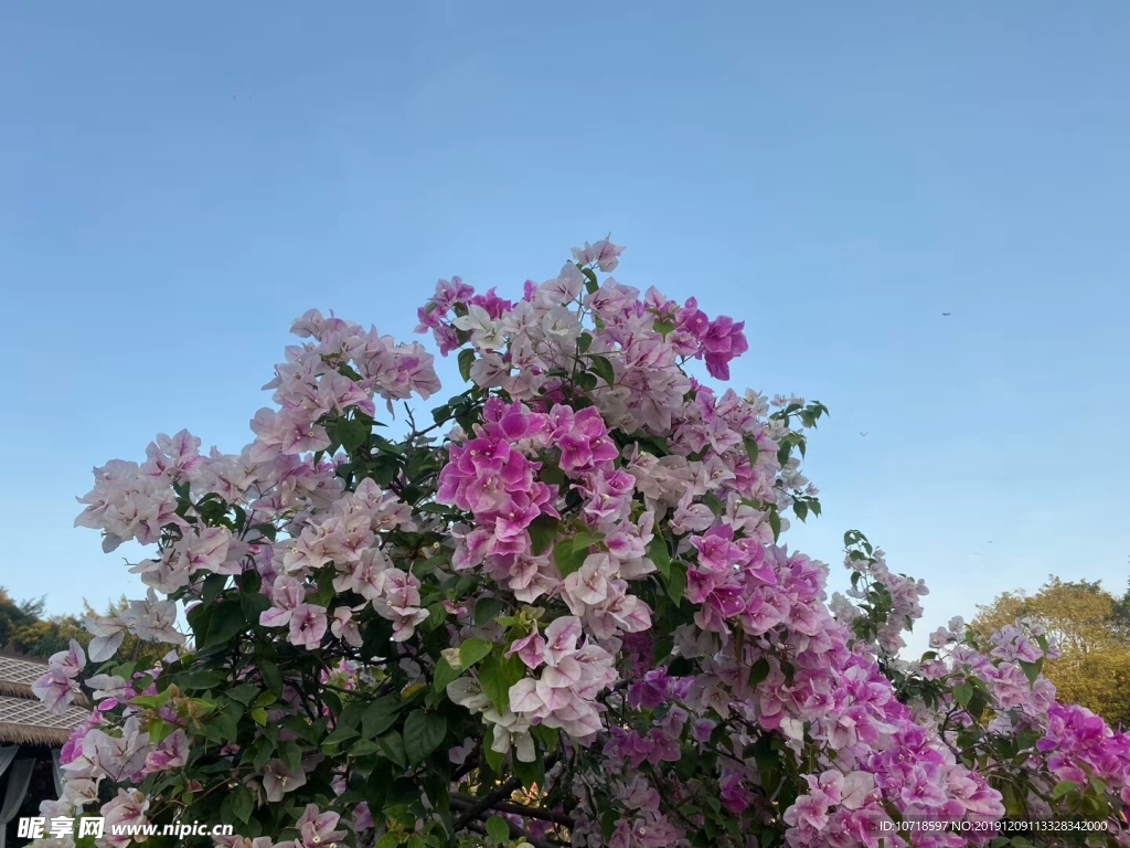 粉红花
