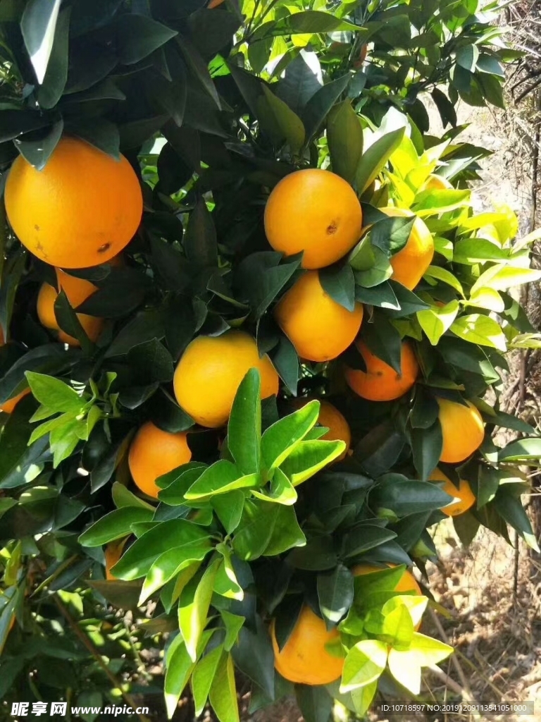橙子