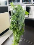 美丽鲜花