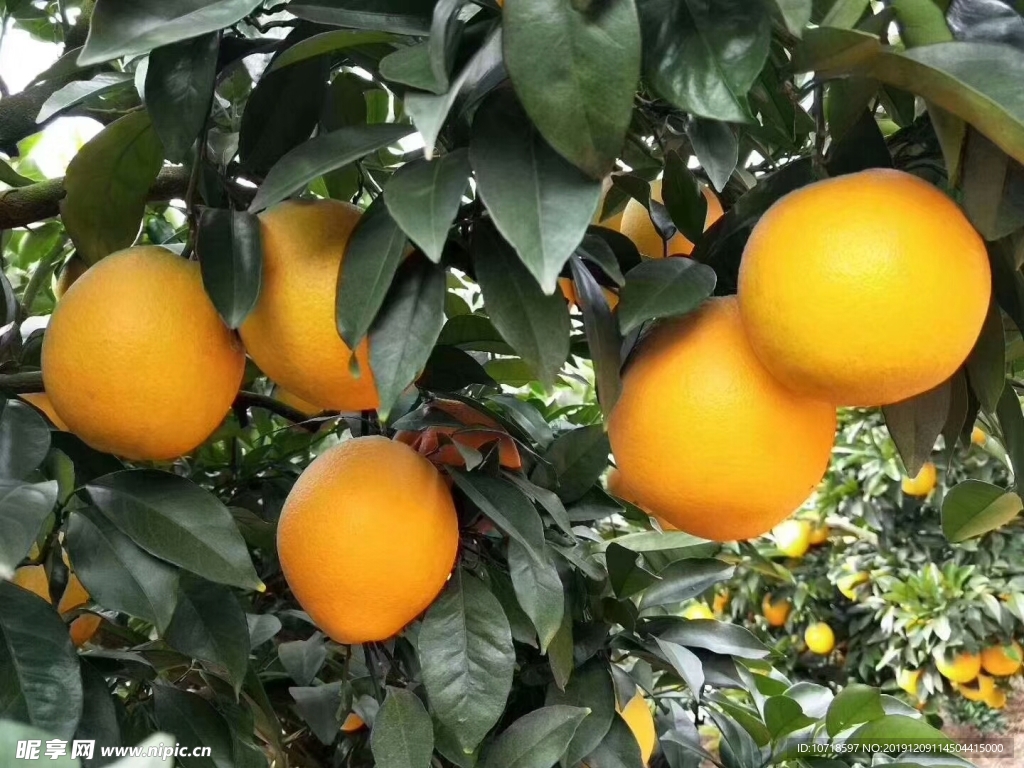 橙子