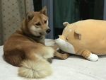 狗狗