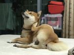 狗
