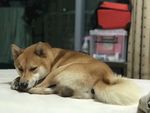狗狗