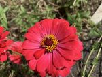 红花