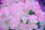 粉红花