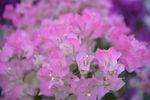 粉红花