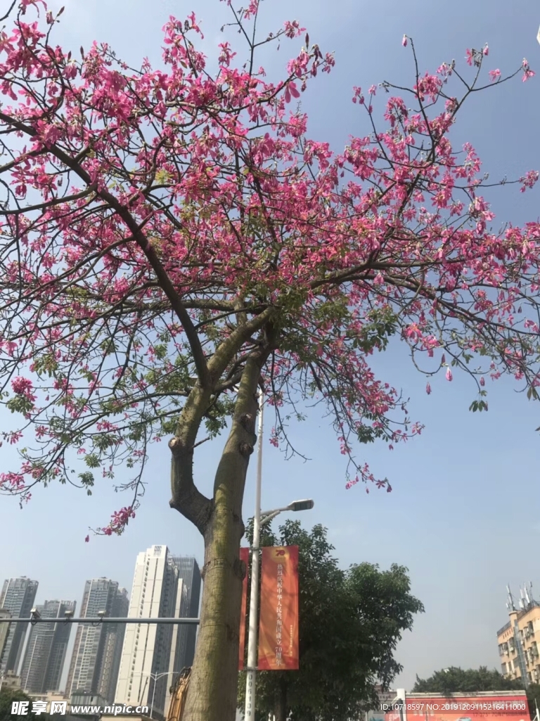 树花