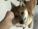 狗