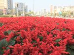 鲜花